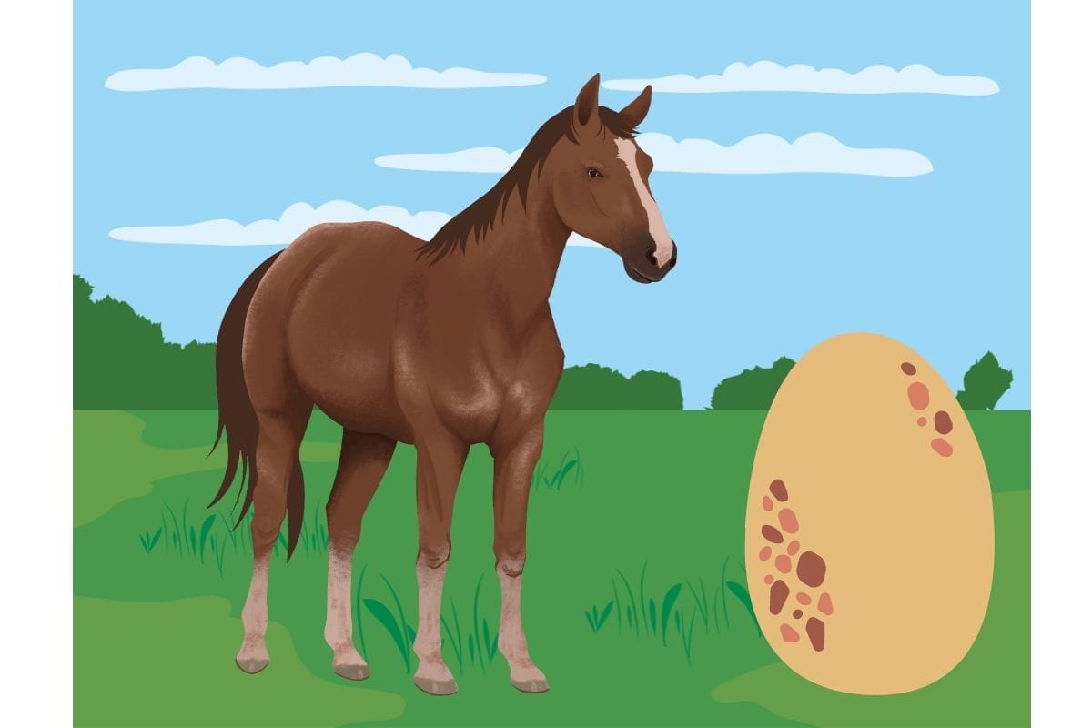 The Horse Egg